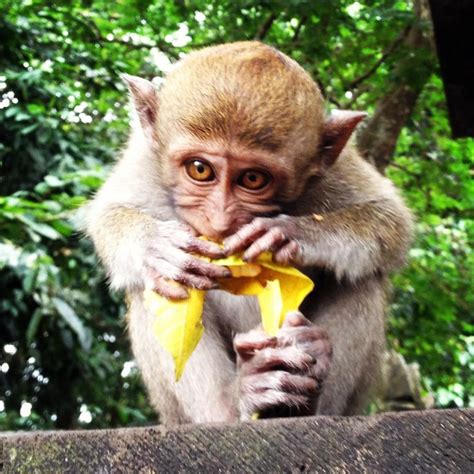 indonesian dicovary chanel pink monkey|Indonesian Monkeys .